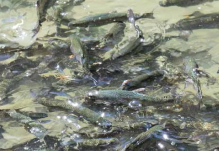 Fish Neutral B-neutral certification recommended for sustainable fish farming ...