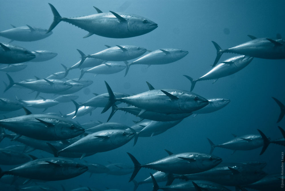 Tuna 