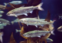 Salmon farming in the open ocean