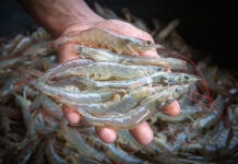 Enhancing Sustainability: Life Cycle Assessment in Shrimp Farming