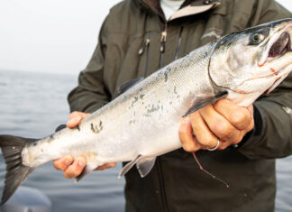 FAIRR report warns salmon industry growth risks without sustainable feed alternatives