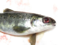 Case Study: Vaccine for Atlantic salmon, an update on yersiniosis