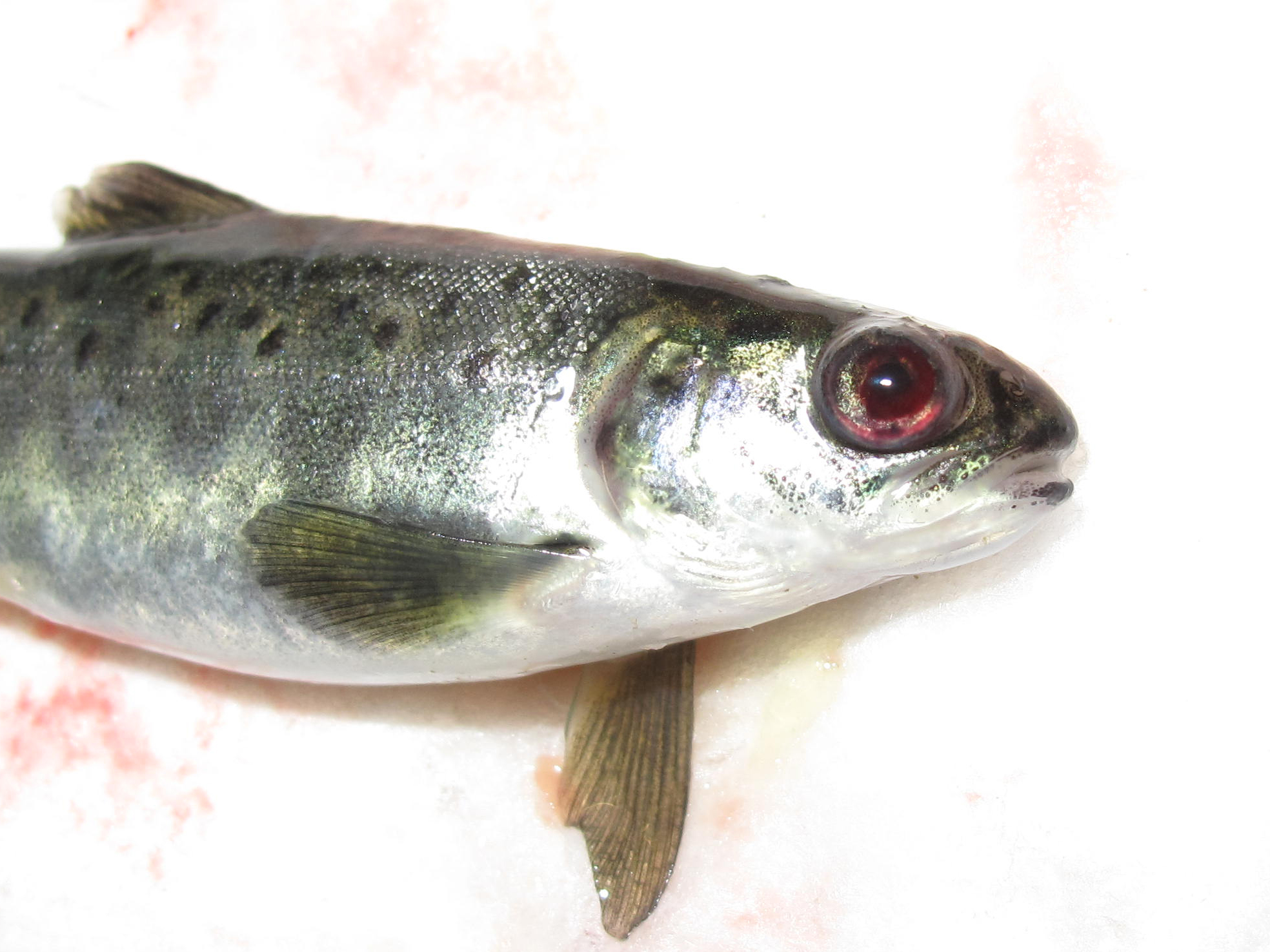 Case Study: Vaccine for Atlantic salmon, an update on yersiniosis ...