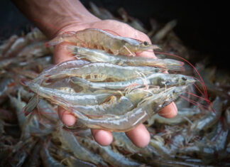 Lowering the Carbon Footprint of Shrimp Production :A life cycle assessment approach