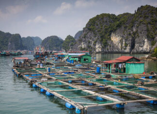 Vietnam’s Aquaculture and Mariculture: Current Dynamics and Future Prospects