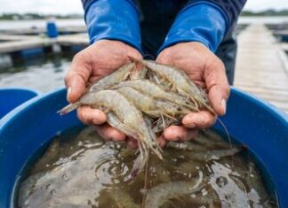 From Shrimp Waste to Wealth: Creating Value from Shrimp Processing Residuals
