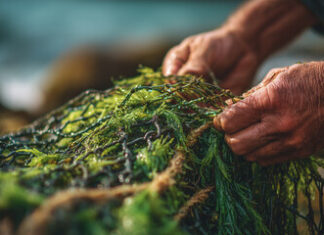 What is New with Seaweed Farming in LatAm?