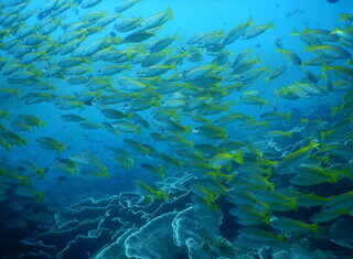 Reducing Antibiotic Dependence in Salmon Farming, Role of Gut Health-Focused Nutritional Intervention