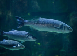 The Great Replacement Myth: Why ‘Fish-Free’ Isn’t Always Green