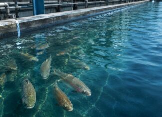 Sustainable Fish Feeds and Climate Resilience