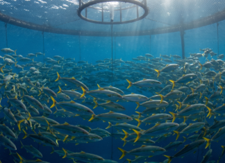 From Bottleneck to Broodstock,The rise of farmed amberjack